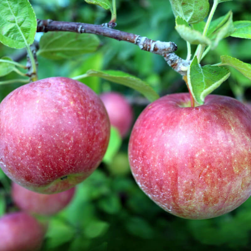 Pomme Royal Gala