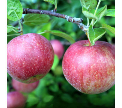 Pomme Royal Gala