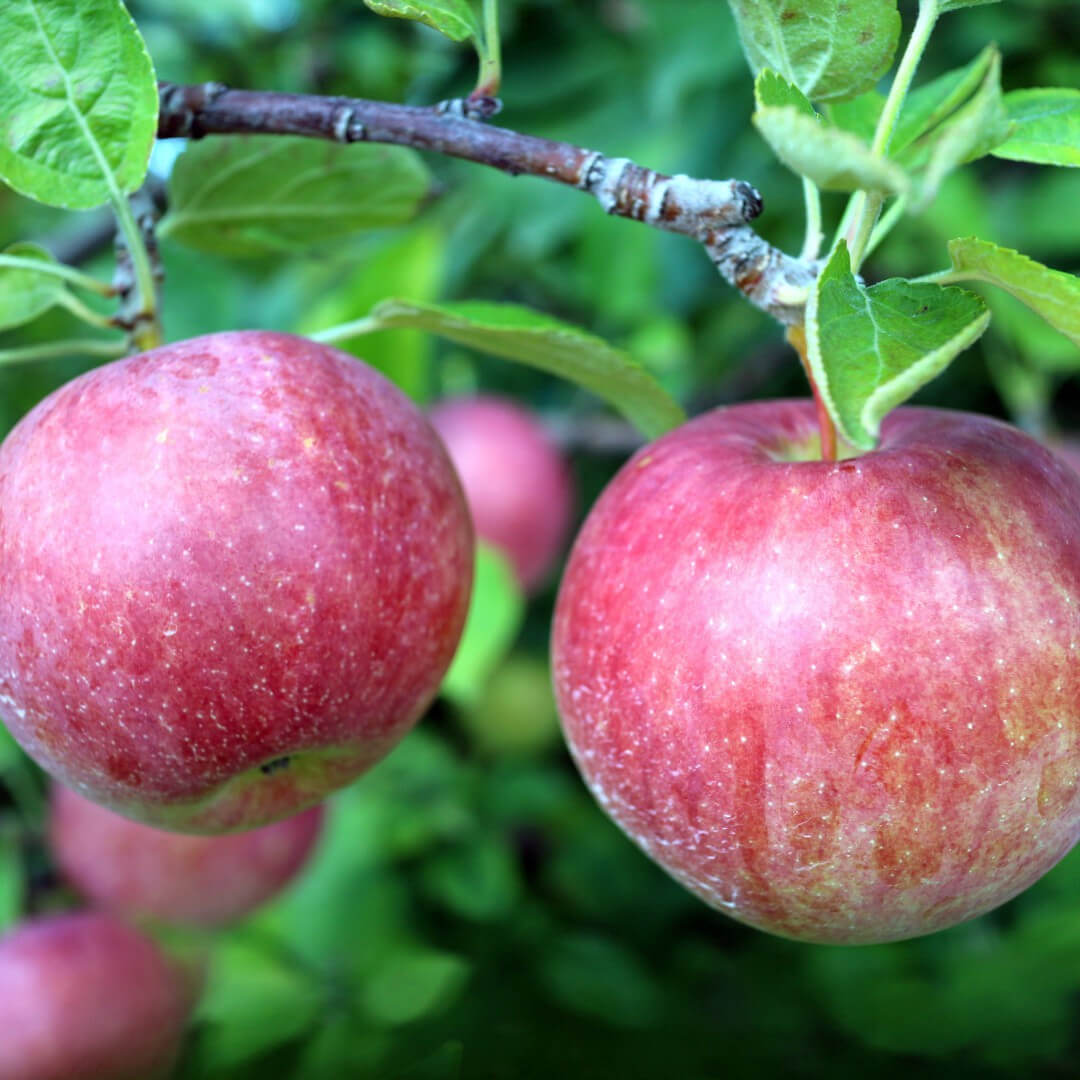 Pomme Royal Gala
