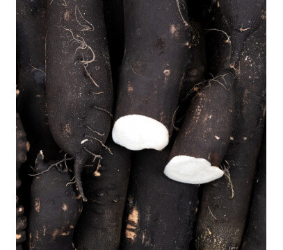 Radis noir