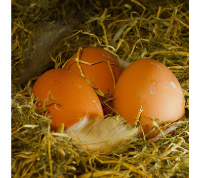 Oeufs Fermiers
