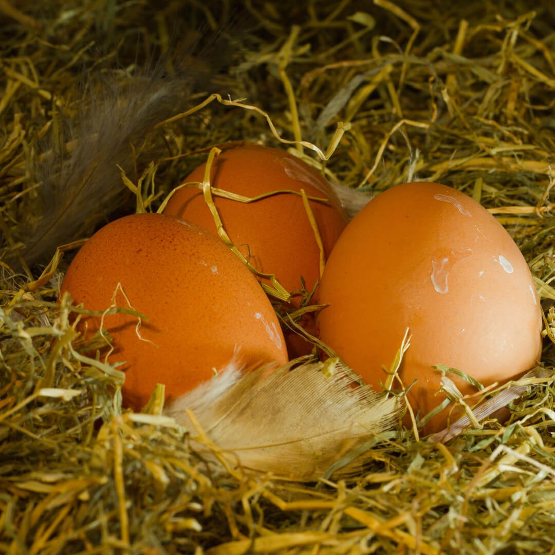 Oeufs Fermiers