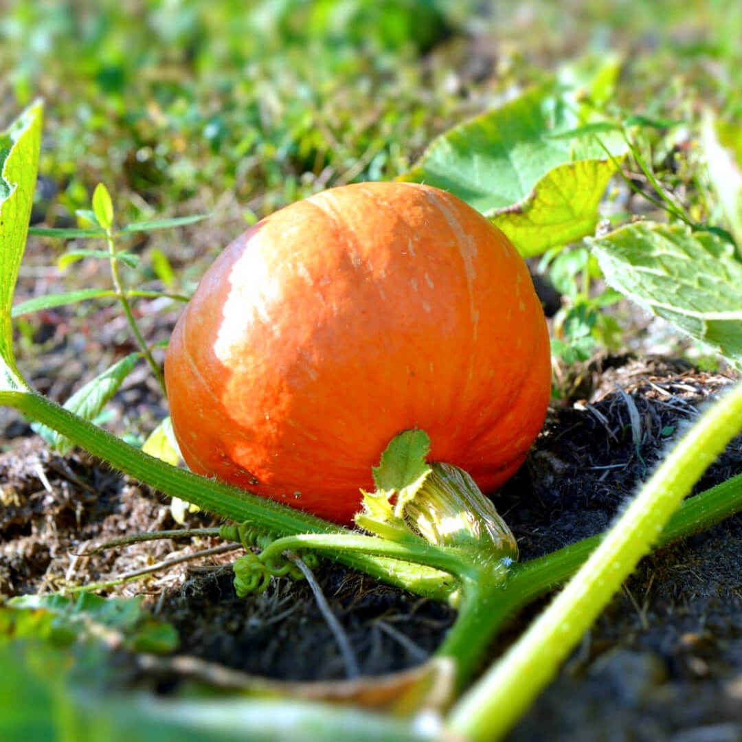 Potimarron BIO