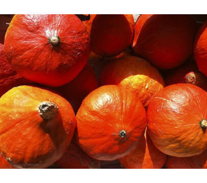 Potimarron BIO