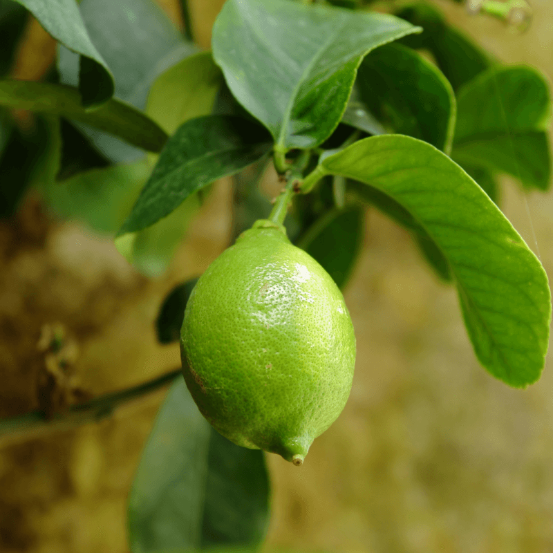 Citrons Verts Lime