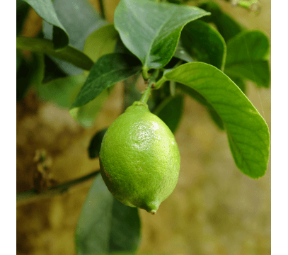 Citrons Verts Lime