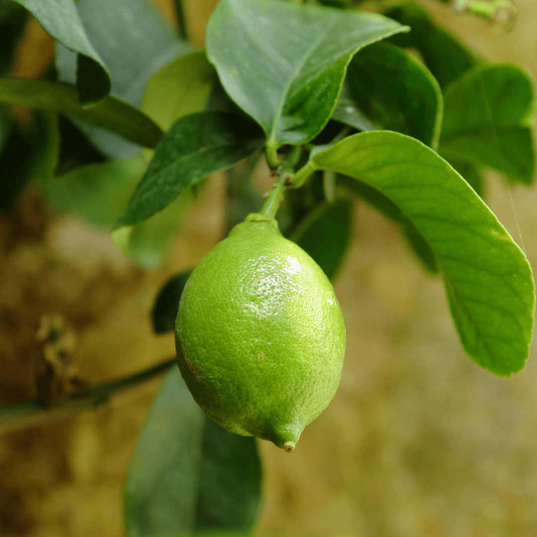 Citrons Verts Lime