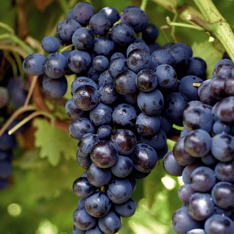 Raisin Muscat
