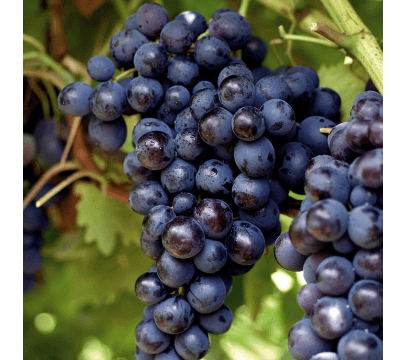 Raisin Muscat