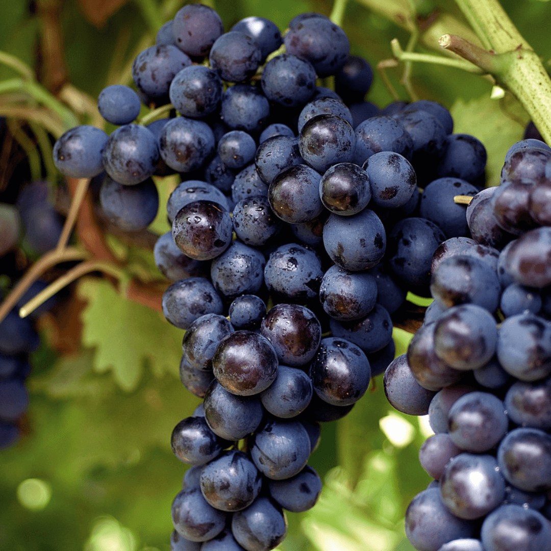 Raisin Muscat