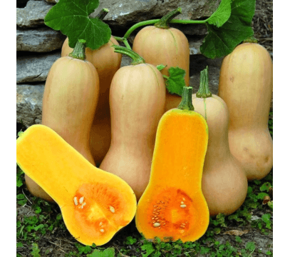 Courge Butternut
