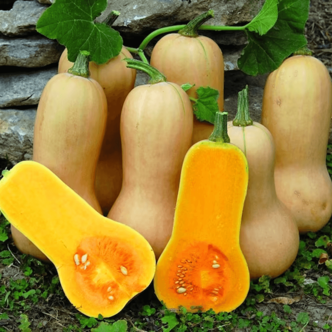 Courge Butternut