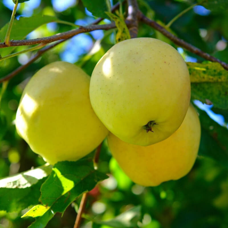 Pomme Golden