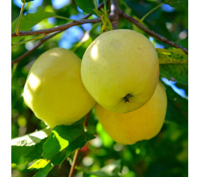 Pomme Golden
