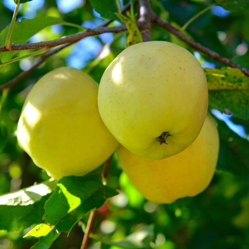 Pomme Golden