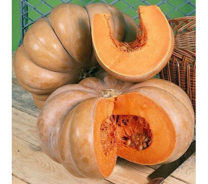 Potiron (Courge Musquée de Provence)