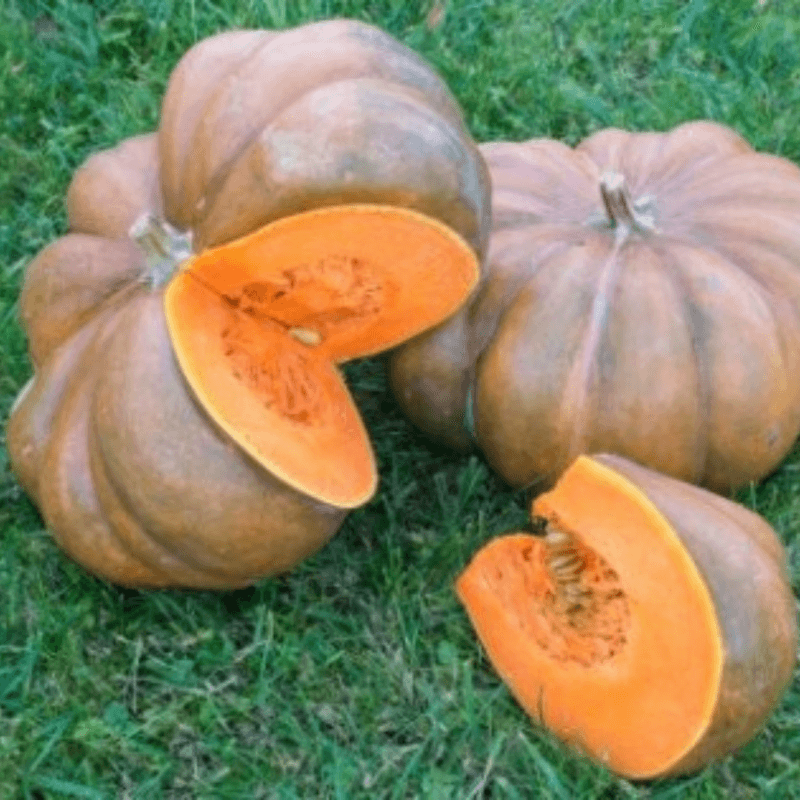 Potiron (Courge Musquée de Provence)