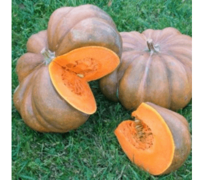 Potiron (Courge Musquée de Provence)