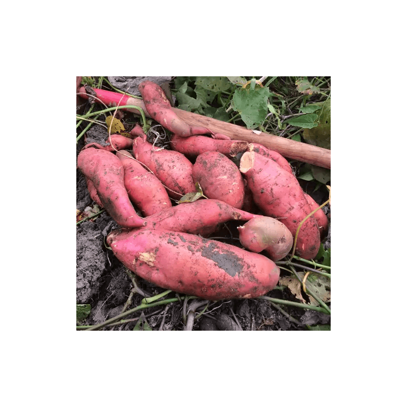 Patate Douce BIO