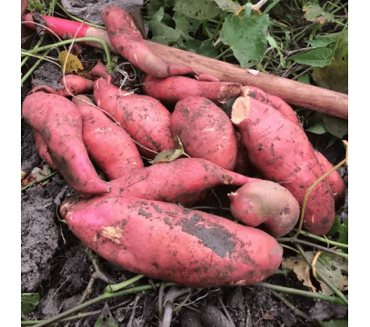 Patate Douce BIO