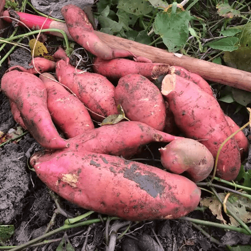 Patate Douce BIO