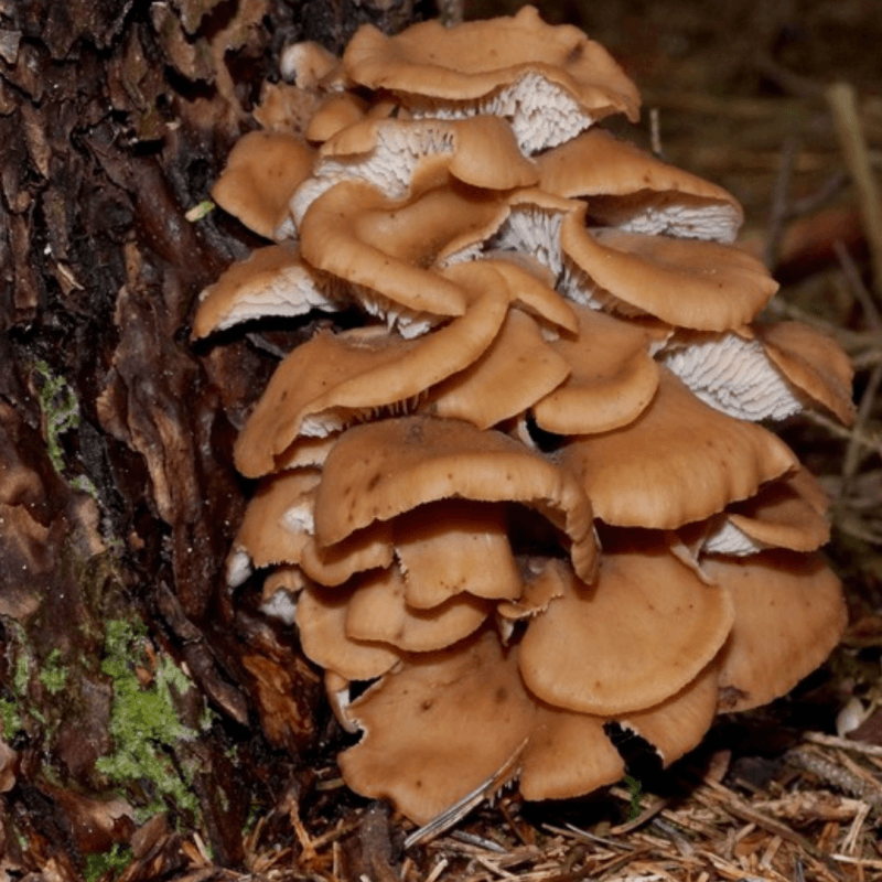 Pleurotes Bruns