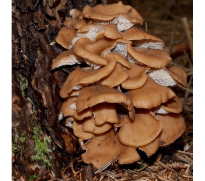 Pleurotes Bruns