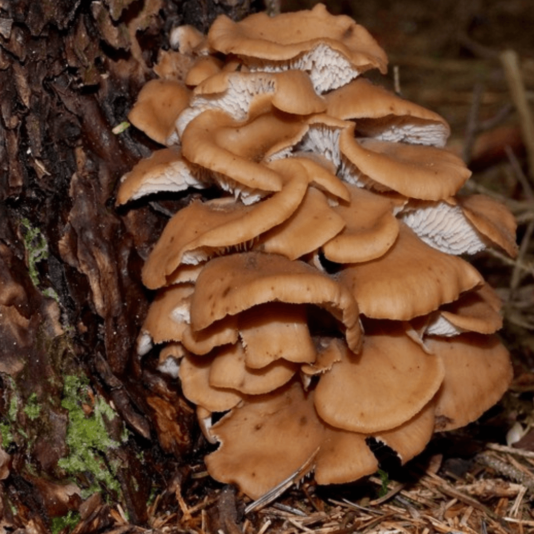 Pleurotes Bruns