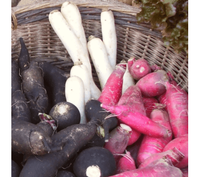 Radis raves (noir, rose, bleu)