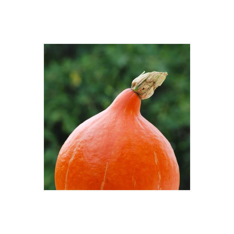 Gros Potimarron BIO