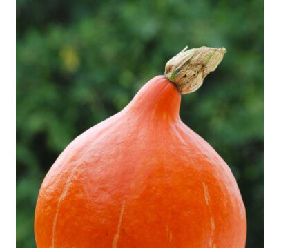 Gros Potimarron BIO