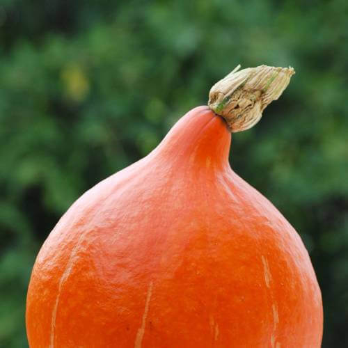 Gros Potimarron BIO