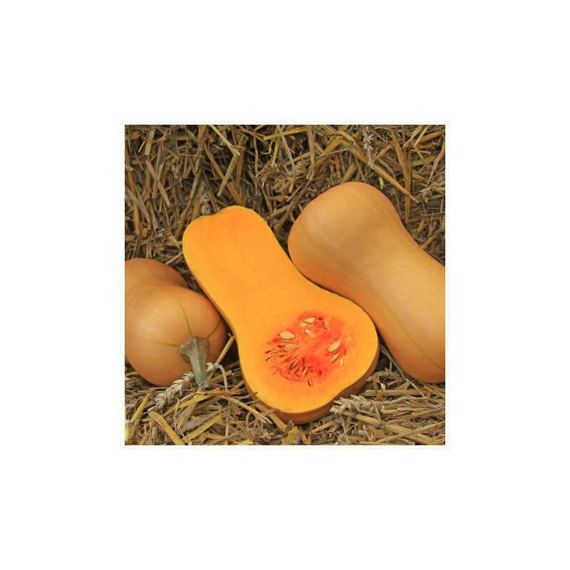 Courge Butternut (grosse)