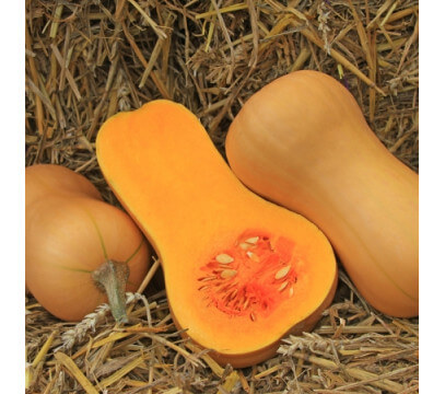 Courge Butternut (grosse)