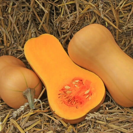 Courge Butternut (grosse)
