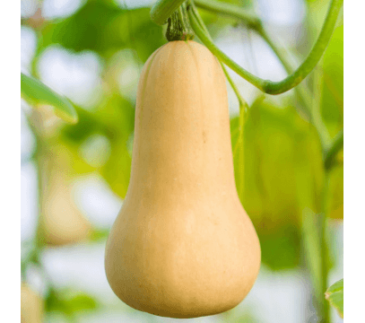 Courge Butternut (moyenne)