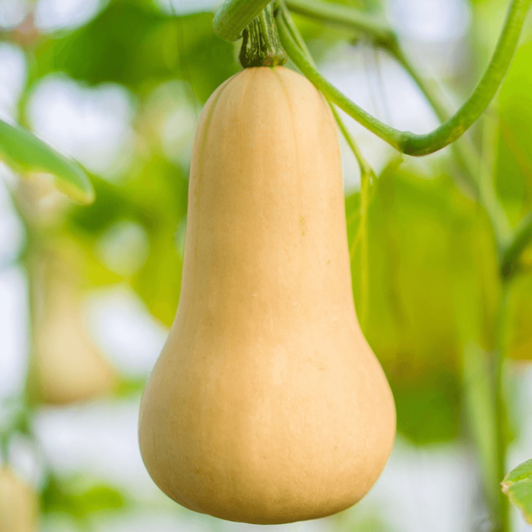 Courge Butternut (moyenne)