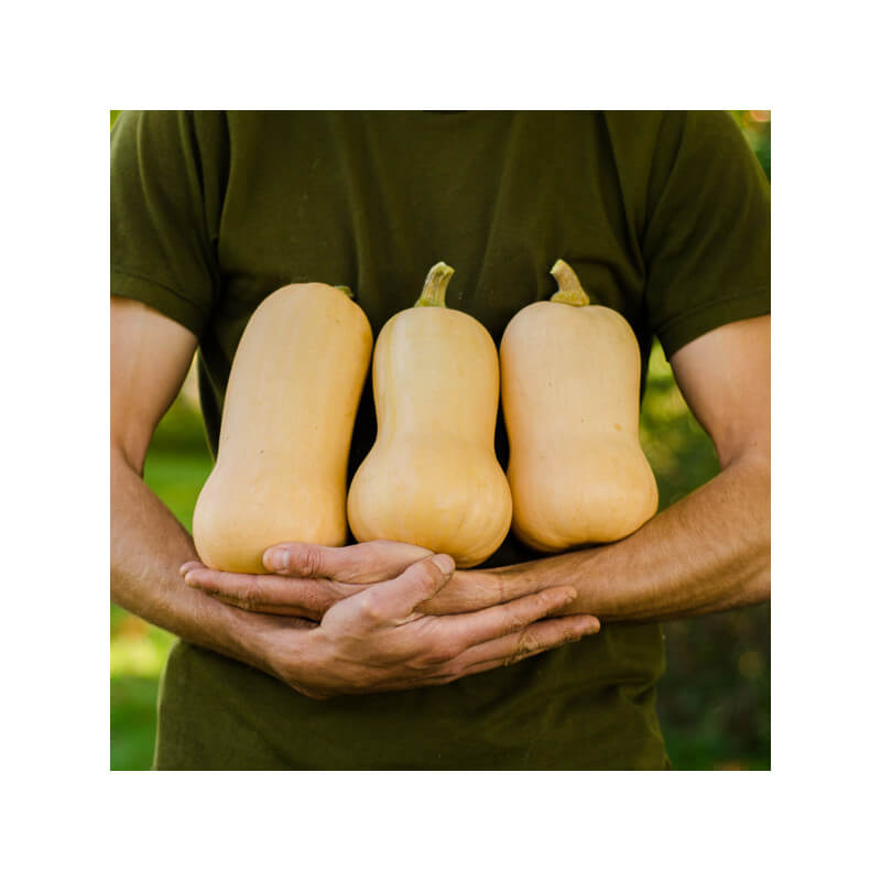 Courge Butternut (petite)
