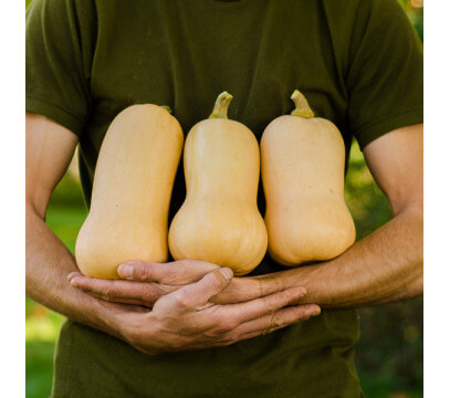 Courge Butternut (petite)