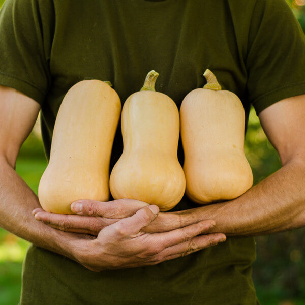 Courge Butternut (petite)