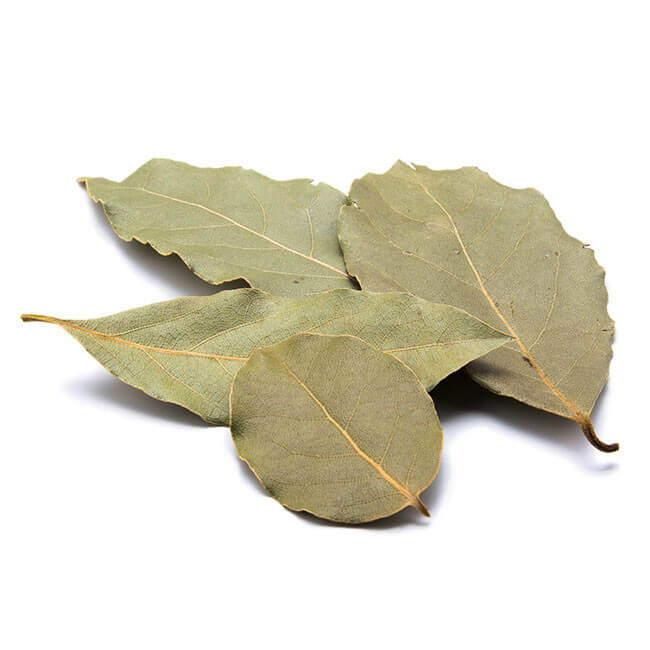 Laurier Feuille