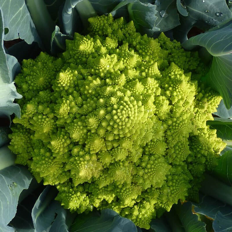 Chou Romanesco