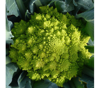 Chou Romanesco