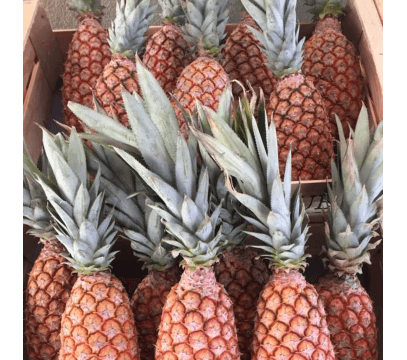 Ananas Pain de Sucre