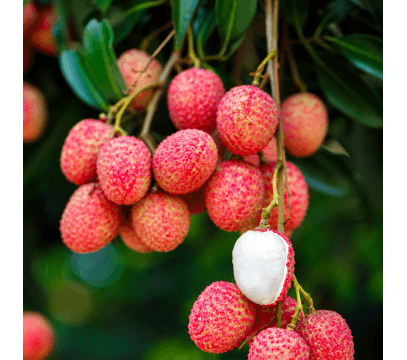 Litchi de Madagascar
