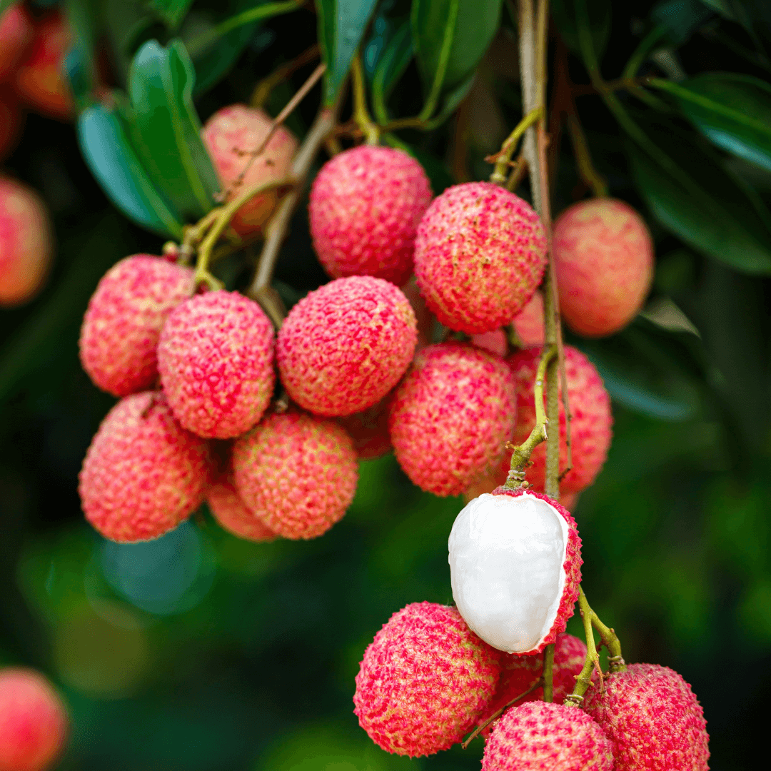 Litchi de Madagascar