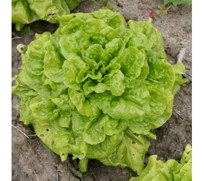 Salade Batavia BIO