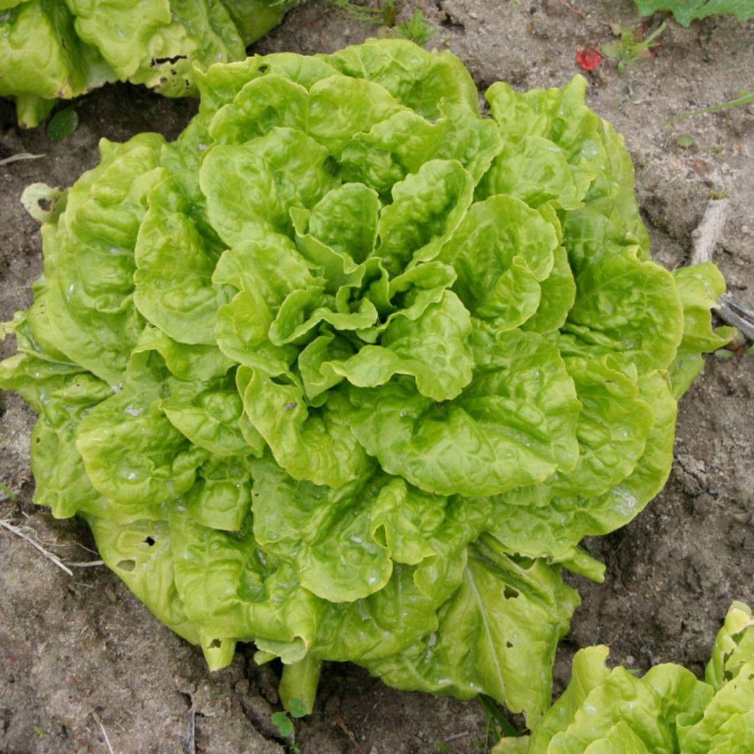 Salade Batavia BIO