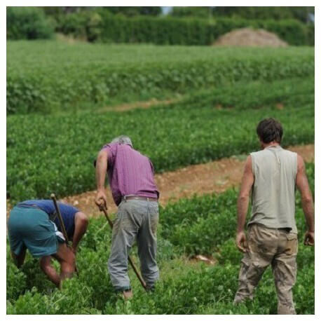 Petits Producteurs du Sud Ouest