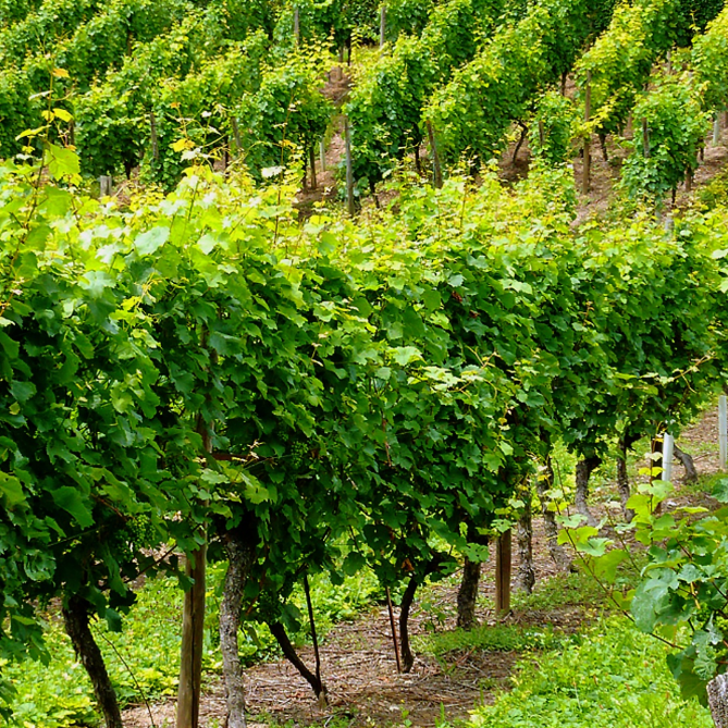Vignobles Piva